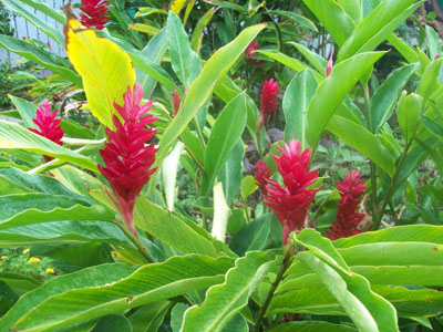 St Lucia A Tropical Paradise