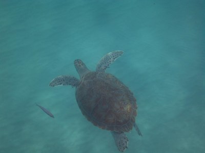Swimming With Turtles In Barbados