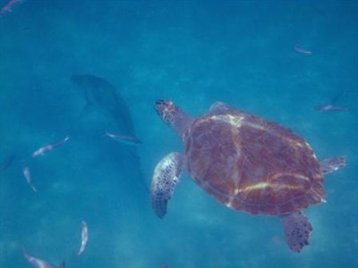 Swimming With Turtles In Barbados During A School Sports Tour