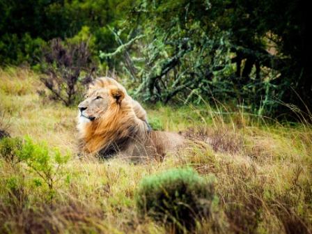 Lion In South Africa On Safari