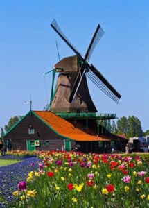 Windmill And Tulpis In Holland