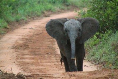 Baby Elephant In South Africa
