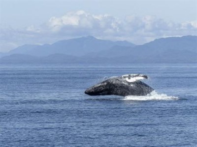 Whale Watching In Canada