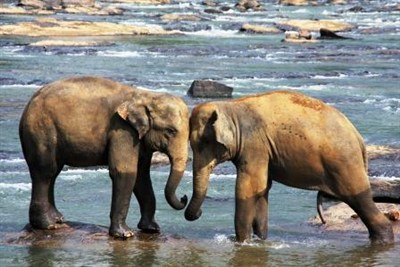 Elephants In Sri Lanka