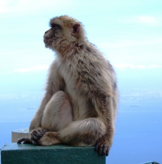 Monkey In Gibralter
