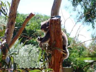 Koala Bear In Australia