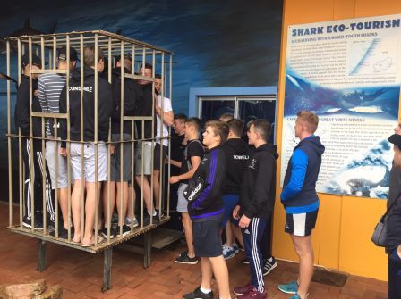 Shark Tour