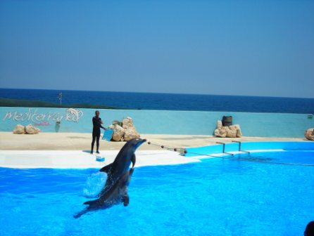 Dolphin Show In Malta
