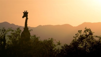 Giraffe In South Africa