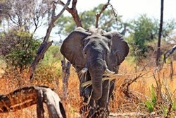 Queens Dragoon Guard South Africa